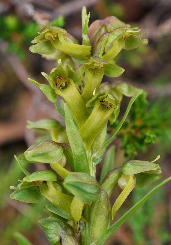 Dactylorhiza viridis. Close-up.jpg