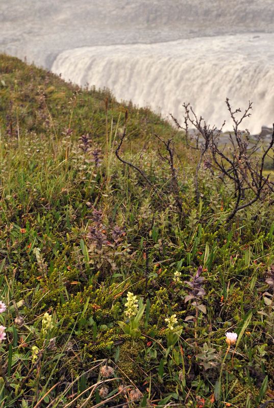 Platanthera hyperborea in habitat.3.jpg