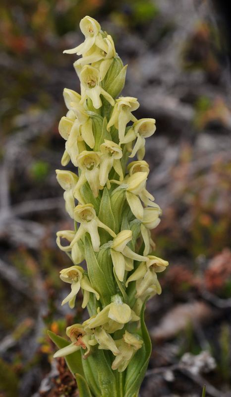 Platanthera hyperborea. Closer.2.jpg