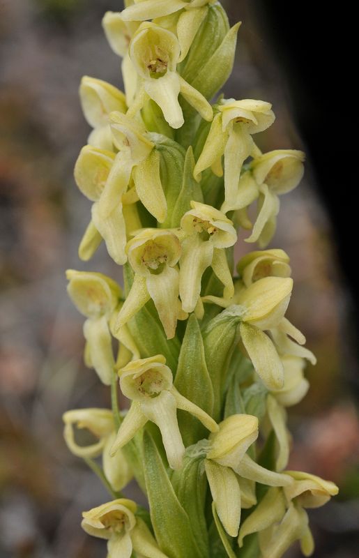 Platanthera hyperborea. Closer-up.jpg