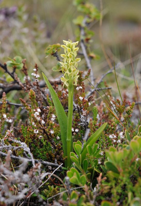 Platanthera hyperborea.4.jpg