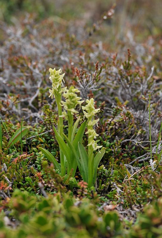 Platanthera hyperborea.5.jpg