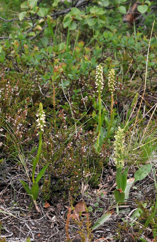 Pseudorchis albida ssp. straminea and Platanthera hyperborea.1.jpg
