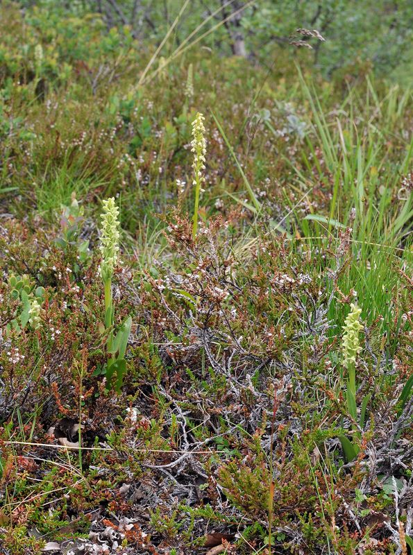 Pseudorchis albida ssp. straminea and Platanthera hyperborea.jpg