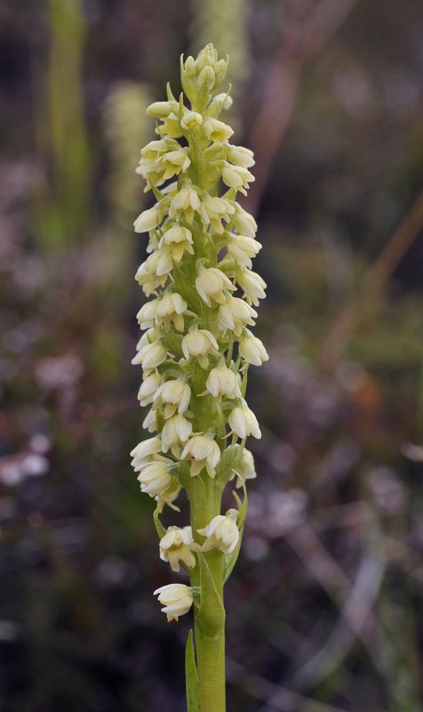 Pseudorchis albida ssp. straminea. Closer.2.jpg