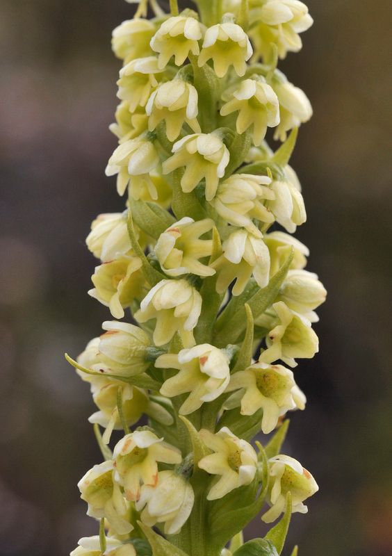 Pseudorchis albida ssp. straminea. Closer.3.jpg