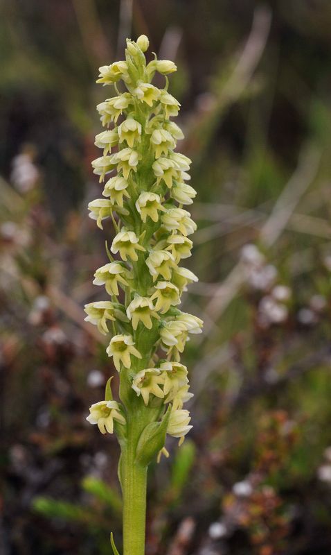 Pseudorchis albida ssp. straminea. Closer.4.jpg