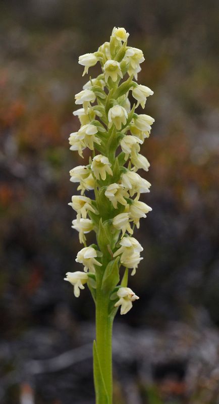 Pseudorchis albida ssp. straminea. Closer.jpg