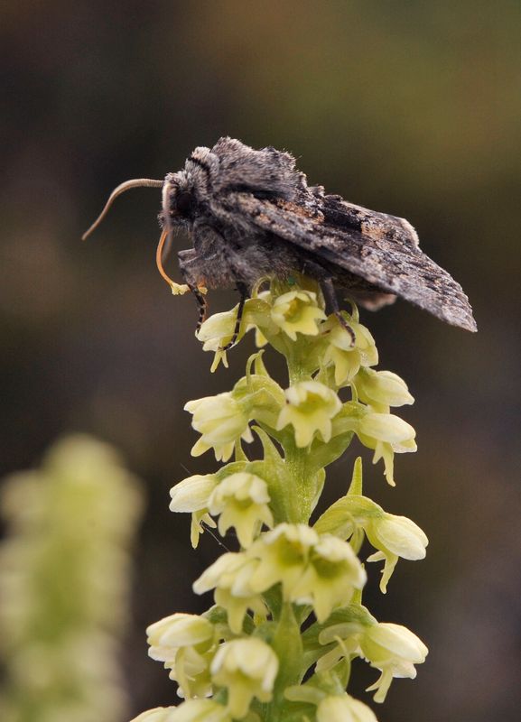 Pseudorchis albida ssp. straminea. With pollinator.4.jpg