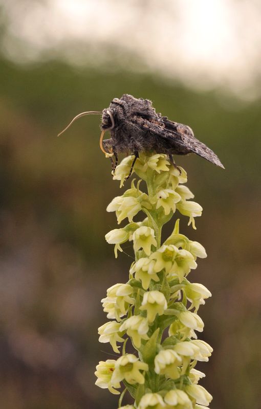 Pseudorchis albida ssp. straminea. With pollinator.5.jpg