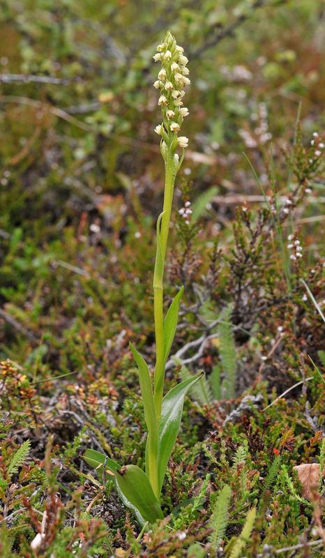 Pseudorchis albida ssp. straminea.2.jpg