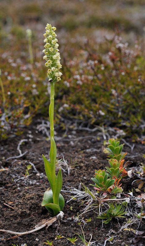 Pseudorchis albida ssp. straminea.4.jpg