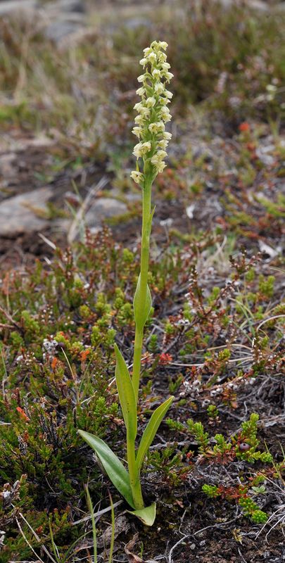 Pseudorchis albida ssp. straminea.5.jpg