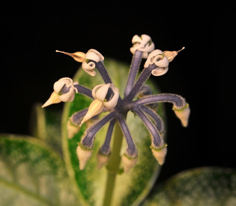 Argostemma. Close-up.jpg