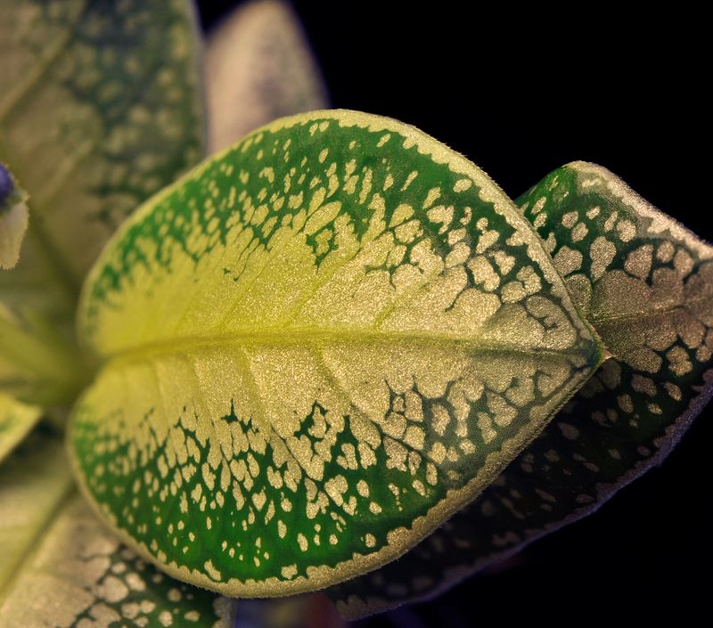 Argostemma. Leaf.jpg