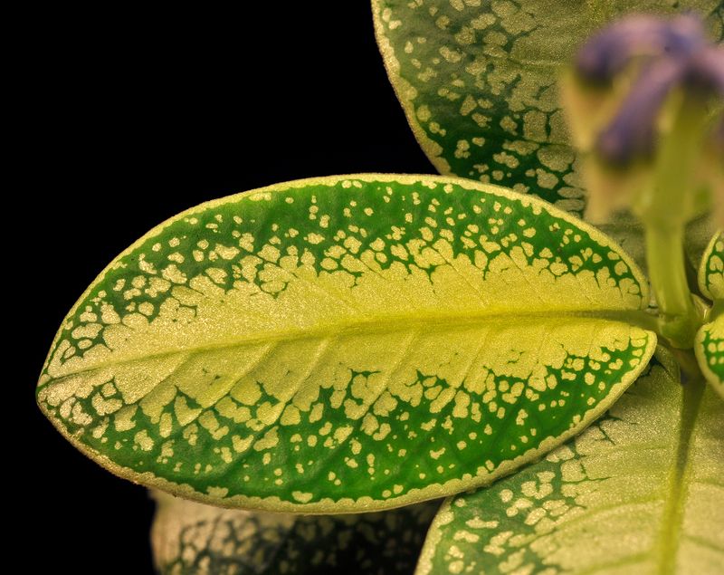 Argostemma. Leaf.2.jpg