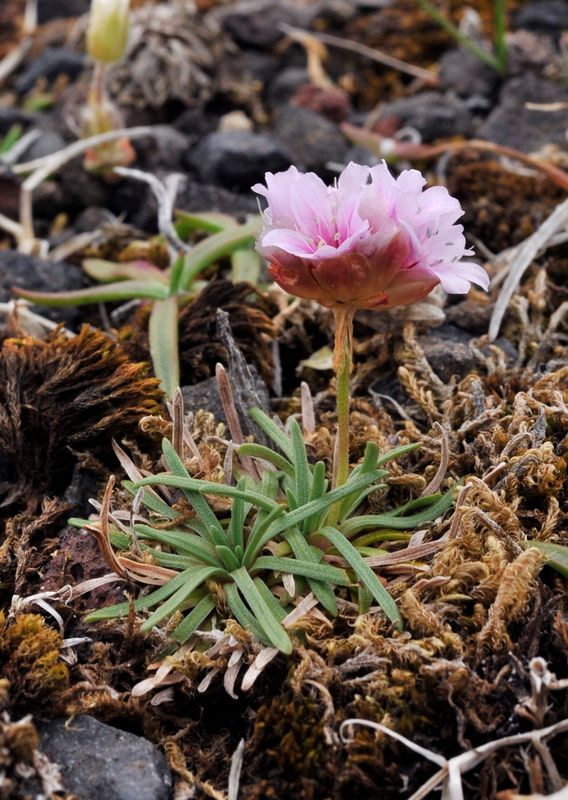 Armeria maritima.1.jpg
