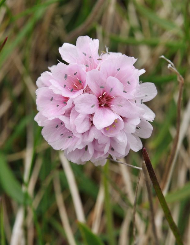Armeria maritima.jpg