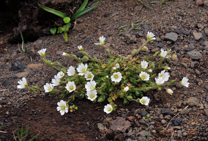 Cerastium alpinum.jpg