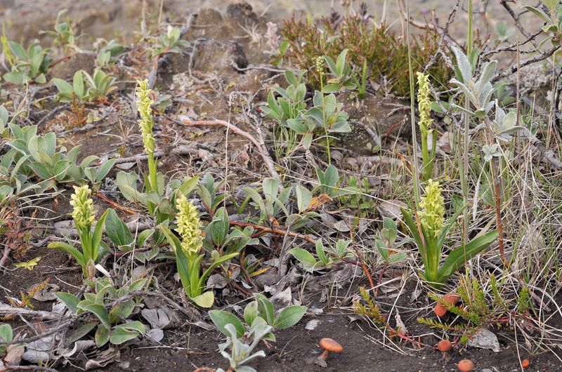 Platanthera hyperborea in habitat.4.jpg
