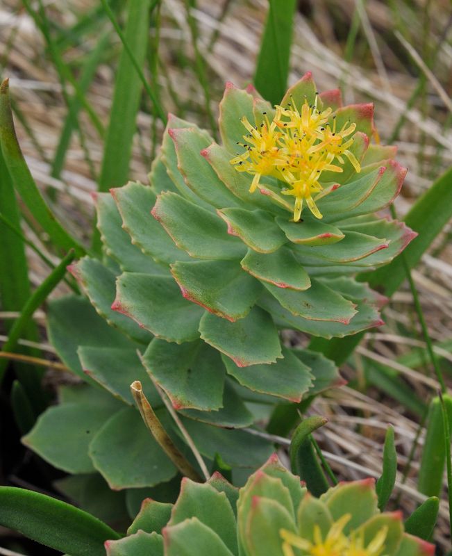 Rhodiola rosea.2.jpg