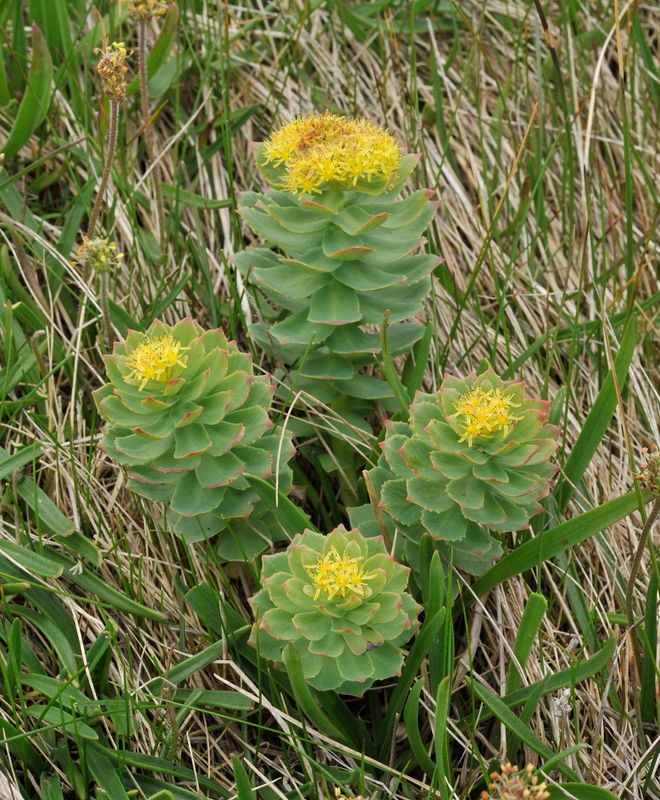 Rhodiola rosea.3.jpg