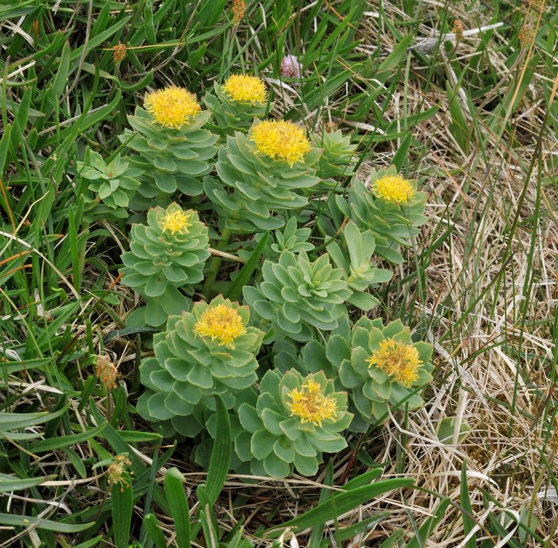 Rhodiola rosea.4.jpg
