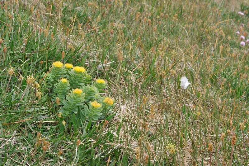 Rhodiola rosea.6.jpg