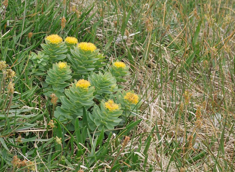 Rhodiola rosea.7.jpg