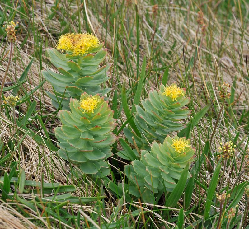 Rhodiola rosea.jpg