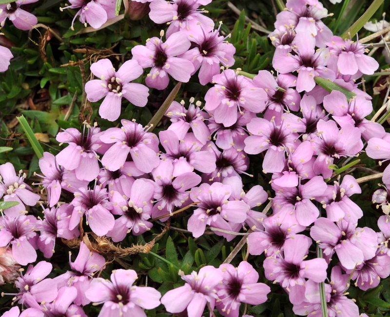 Silene acaulis. Closer.2.jpg