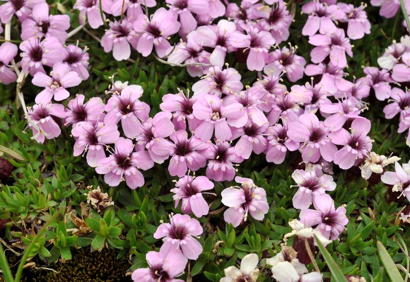 Silene acaulis. Closer.3.jpg
