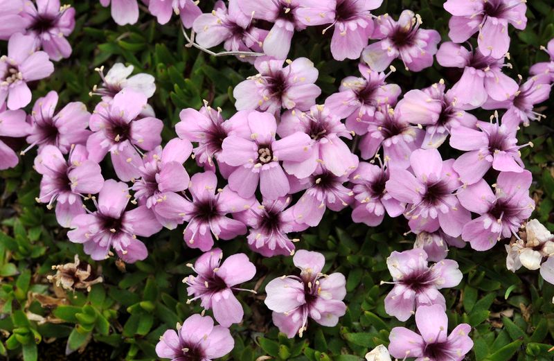 Silene acaulis. Closer.jpg