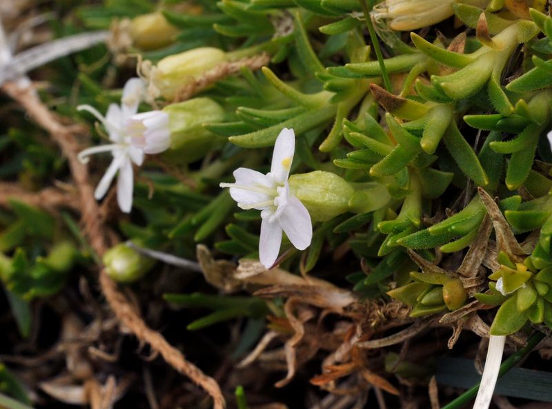 Silene acaulis. White form. Close-up.jpg