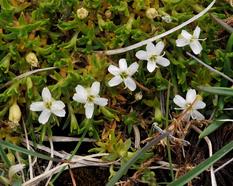 Silene acaulis. White form.3.jpg