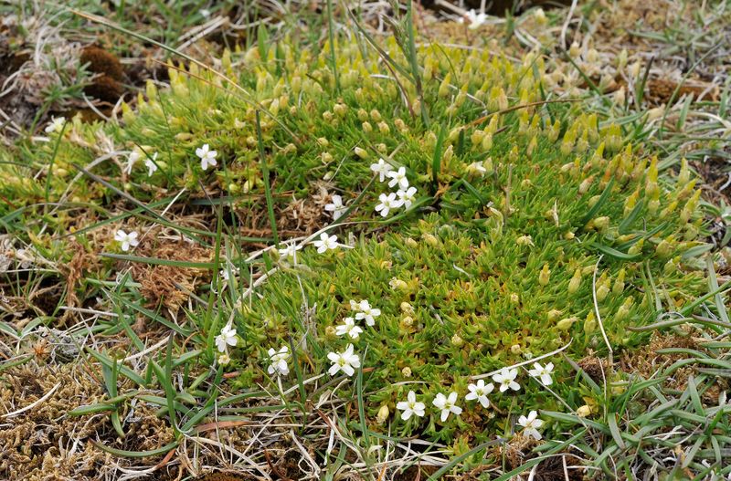 Silene acaulis. White form.jpg