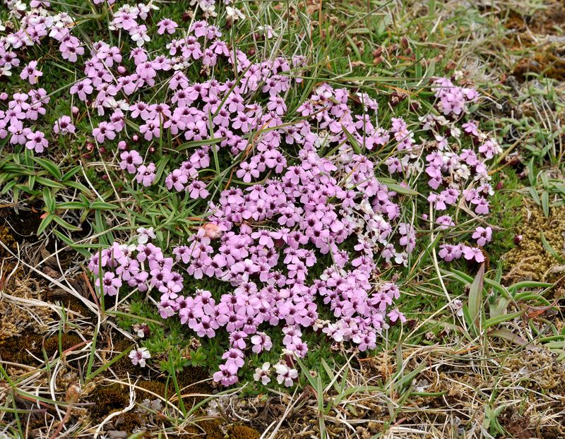 Silene acaulis.2.jpg