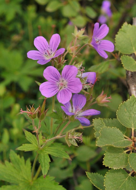Geranium sylvaticum. Closer.jpg