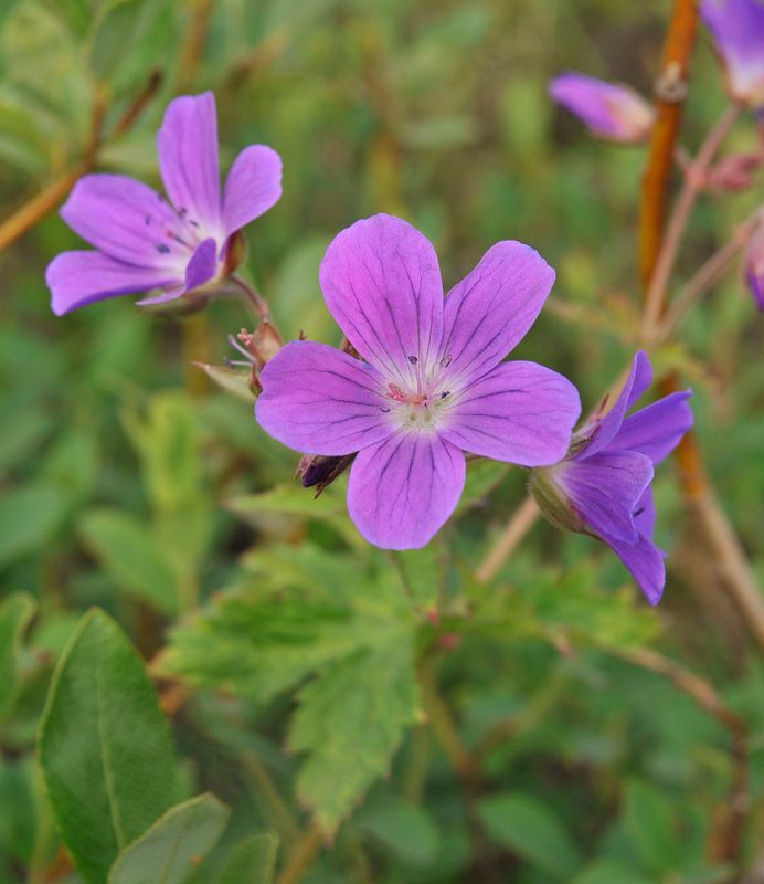Geranium sylvaticum. Close-up.jpg