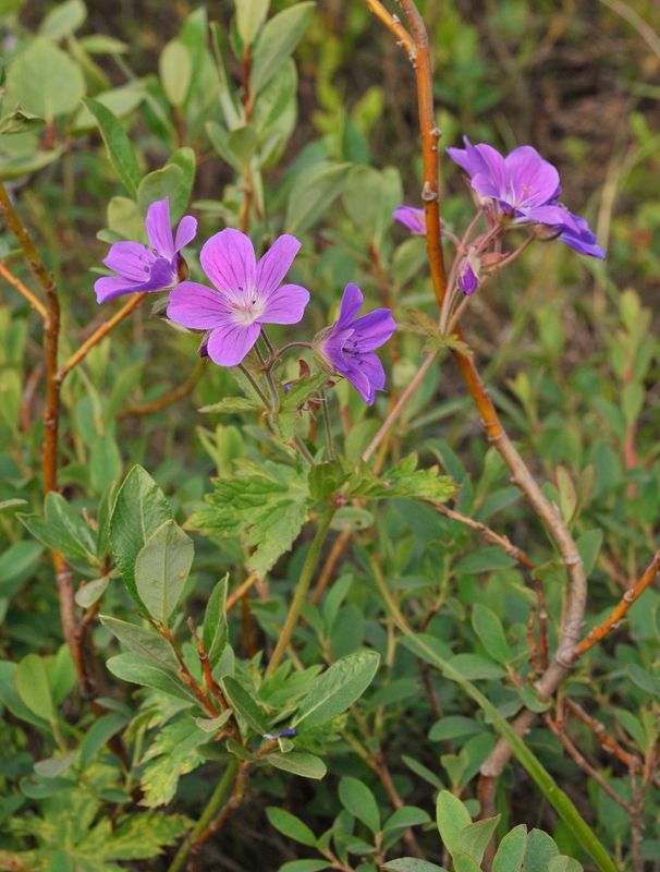 Geranium sylvaticum.jpg