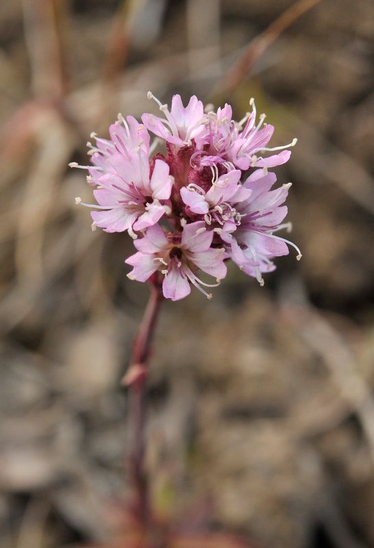 Viscaria alpina. Closer.2.jpg