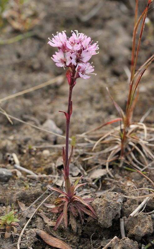 Viscaria alpina.2.jpg