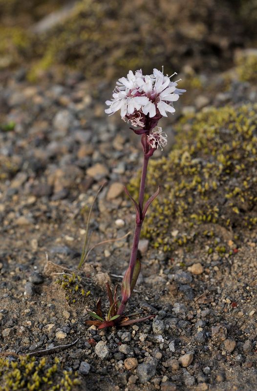 Viscaria alpina.jpg