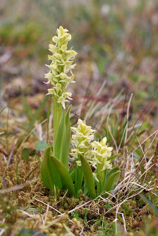 Platanthera hyperborea.2.jpg