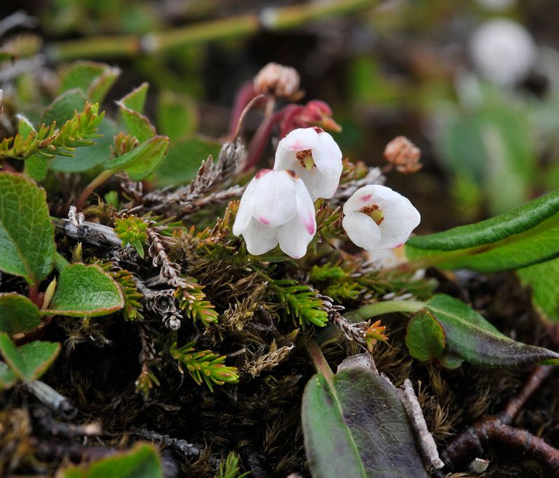 Harrimanella hypnoides. Closer.4.jpg