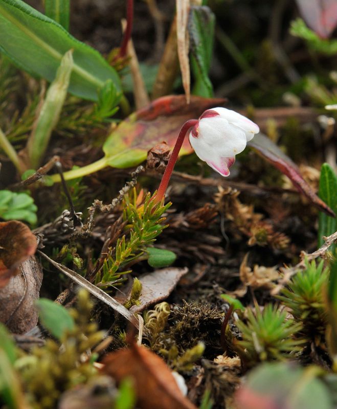 Harrimanella hypnoides. Closer.jpg