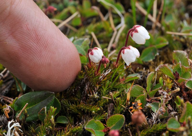 Harrimanella hypnoides. Closer.with finger.jpg