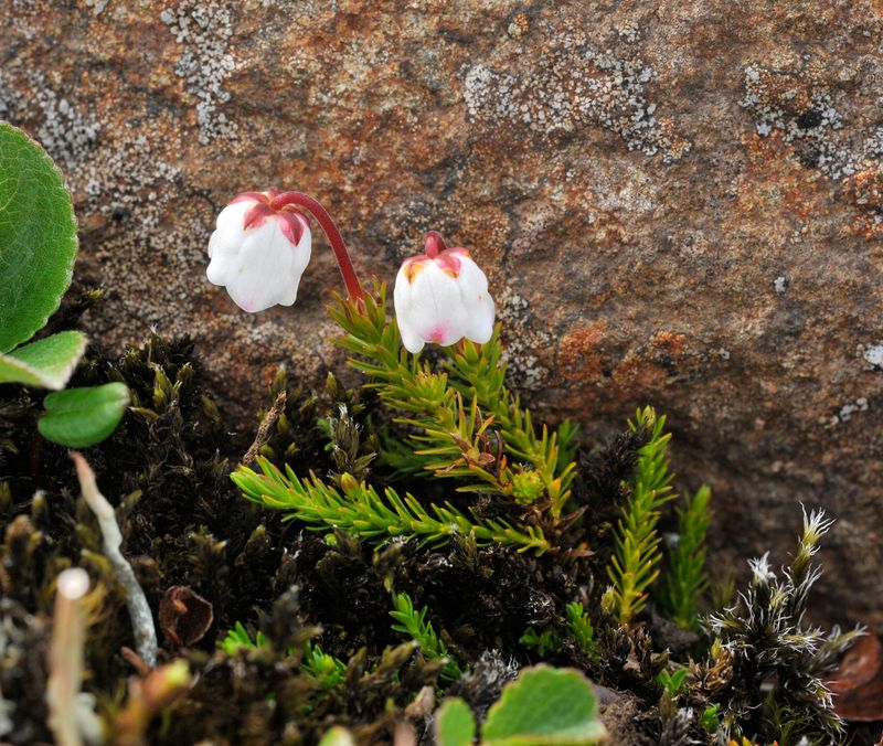 Harrimanella hypnoides.3.jpg