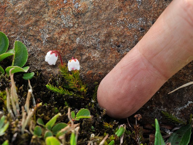Harrimanella hypnoides.4.jpg