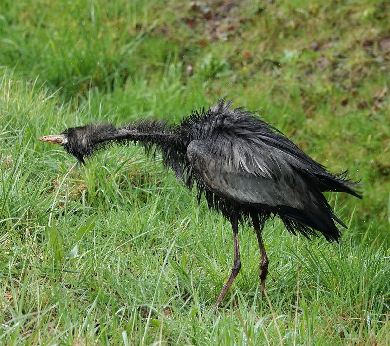 Ardea cinerea. Melanistic fluffy.jpg